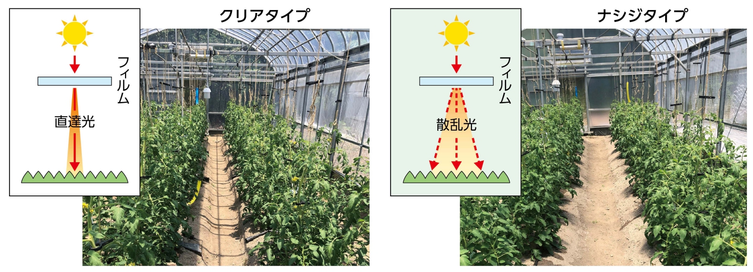 ナシジ特長1