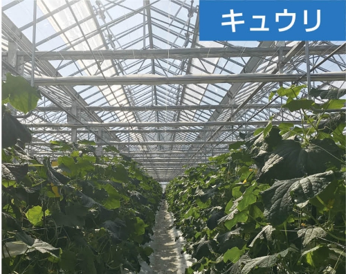 キュウリ